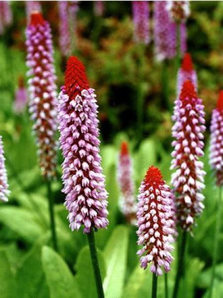 Primevère des marais