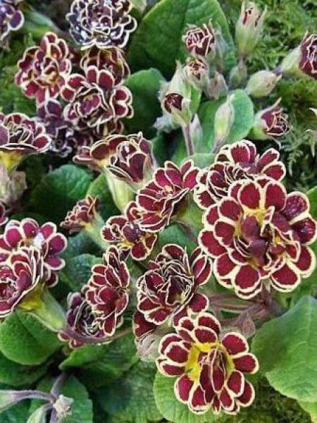 Primevère  'Elisabeth Killelay'