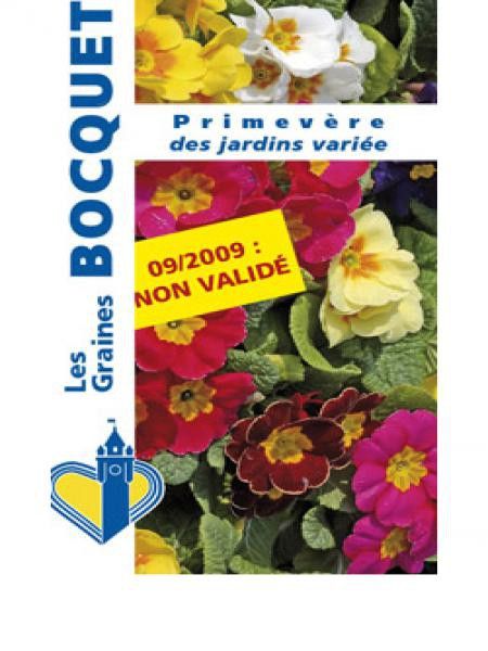 Primevère '-en mélange-'