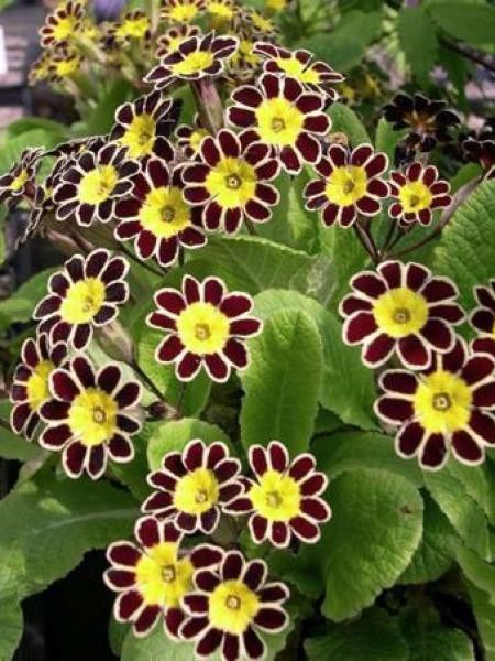 Primevère 'Gold Laced'