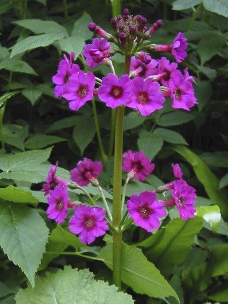 Primevère japonaise