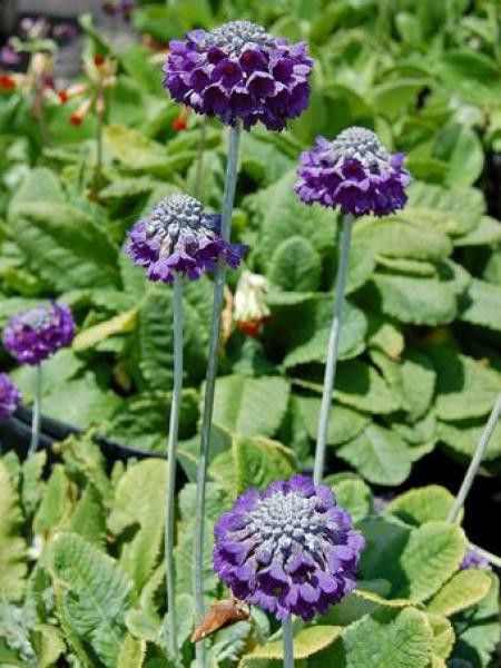 Primevère 'Mooreana'