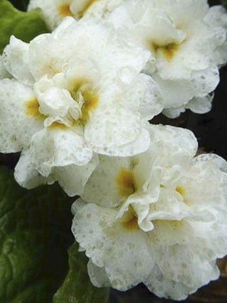 Primevère 'Mr Brouart '