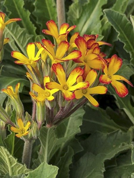 Primevère 'Oak Leaf Yellow Picotee'