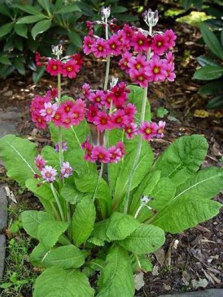 Primevère pulverulente