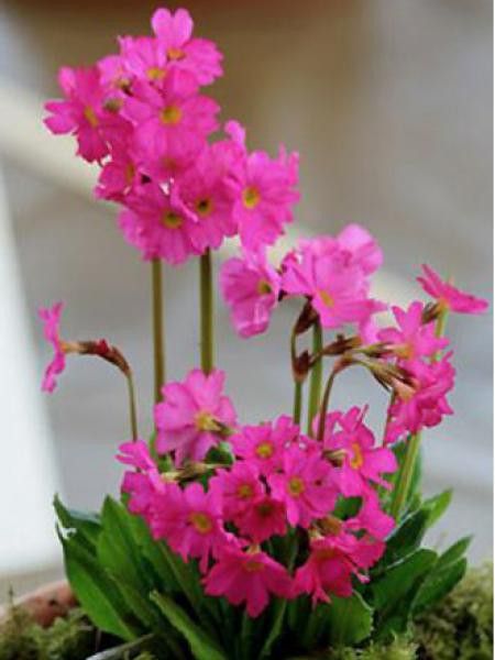 Primevère rose 'Grandiflora'