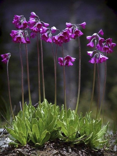 Primevère secundiflora