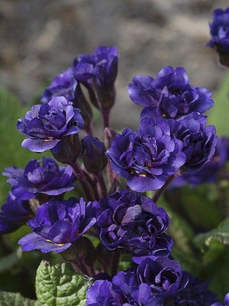 Primevère 'Strong Beer'