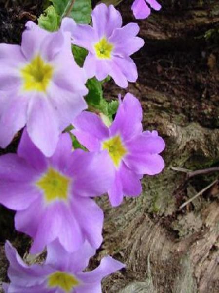 Primevère tapissante du Caucase 'Groenekan's Glorie'