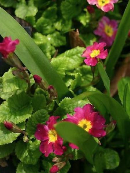 Primevère tapissante du Caucase 'Ideaal'