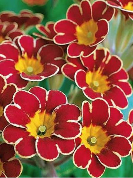 Primevère 'Victoriana Gold Lace Scarlet'