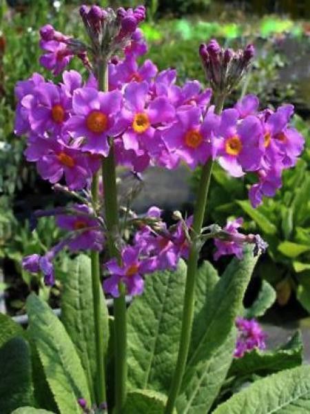 Primula beesiana 