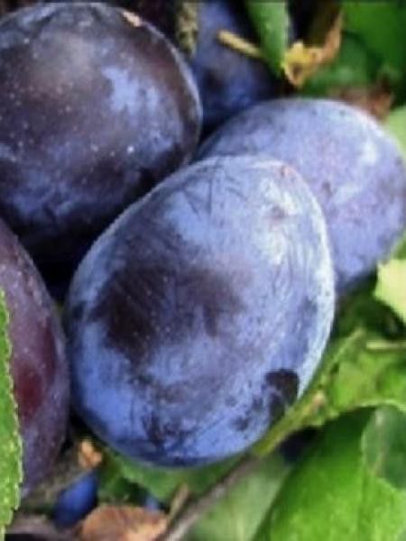 Prunier 'Altesse Simple'