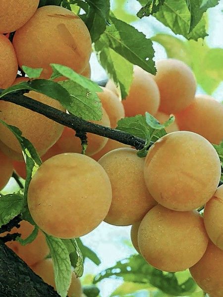 Prunier 'Golden Japan'
