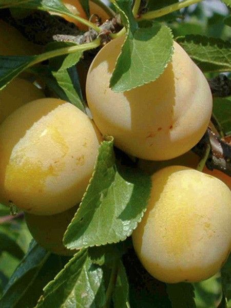 Prunier 'Miraclaude'