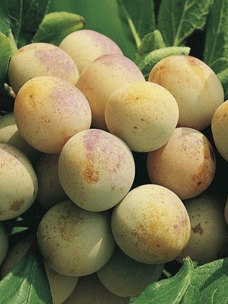 Prunier nain 'Goldust'