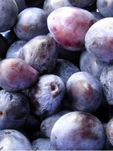 Prunier, Quetsche italienne 'Altesse Double'