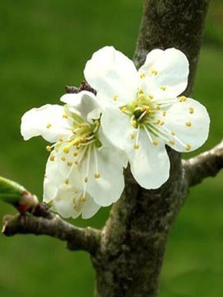 Prunier 'Reine Claude Crottée'