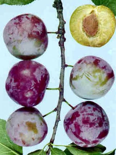 Prunier 'Reine Claude d'Althan'