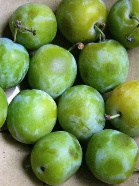 Prunier 'Reine Claude Verte'