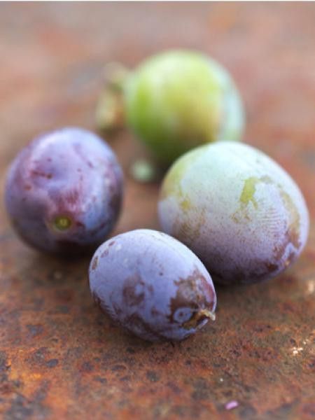 Prunier 'Reine Claude Violette'