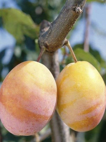 Prunier 'Thames Cross'