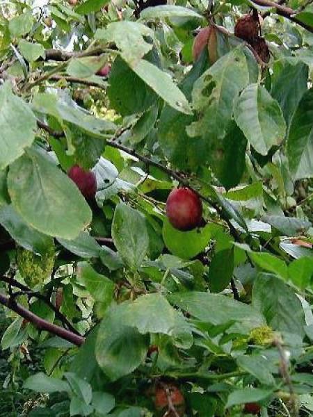 Prunier 'Victoria'