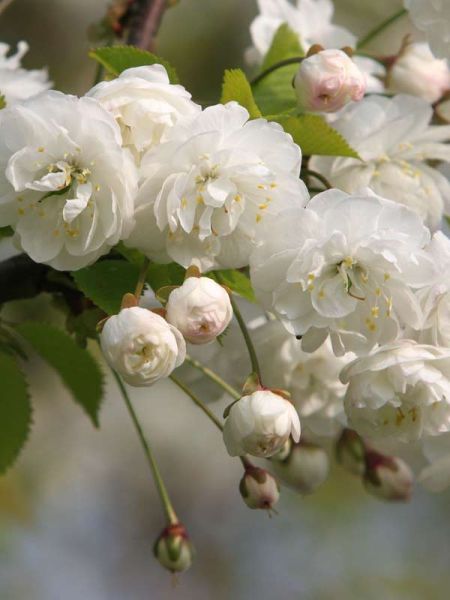 Prunus avium 'Plena'
