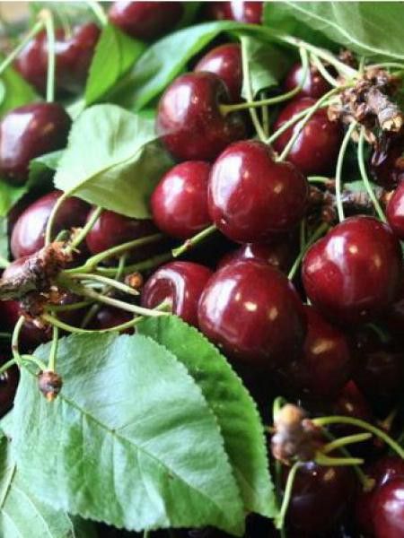 Prunus cerasus '-nain-'