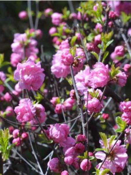 Prunus glandulosa 'Sinensis'