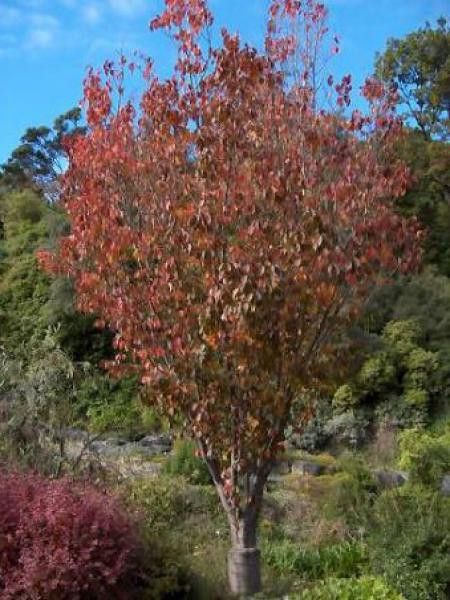 Prunus hillieri 'Spire'