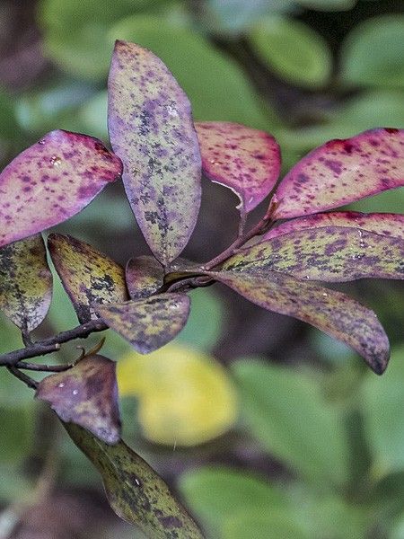 Pseudowintera colorata
