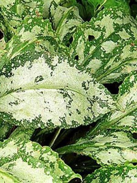 Pulmonaire 'Ammplz Frost'