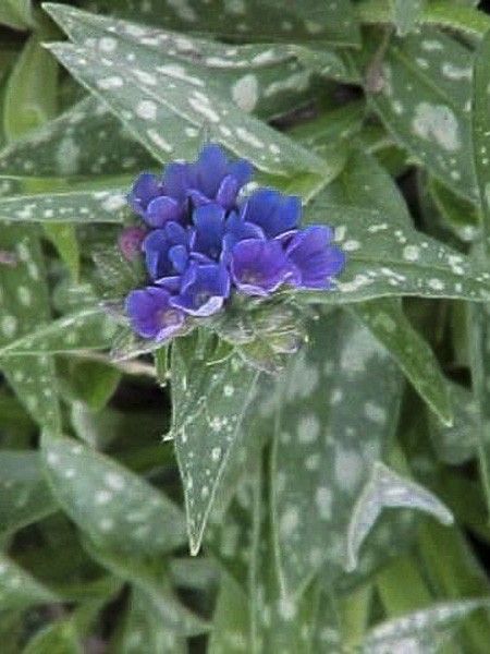 Pulmonaire 'Bertram Anderson'