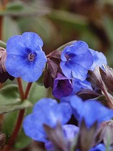 Pulmonaire 'Blaues Meer'