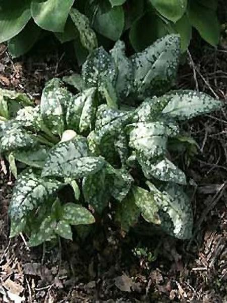 Pulmonaire 'British Sterling'