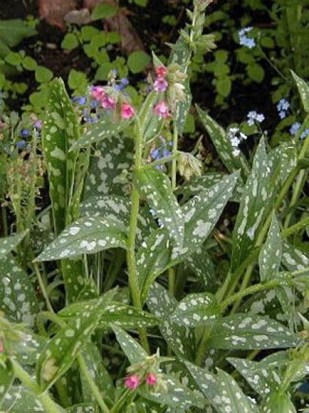 Pulmonaire 'Coral Springs'