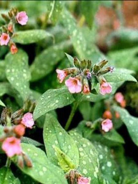 Pulmonaire 'Dora Bieleveld'