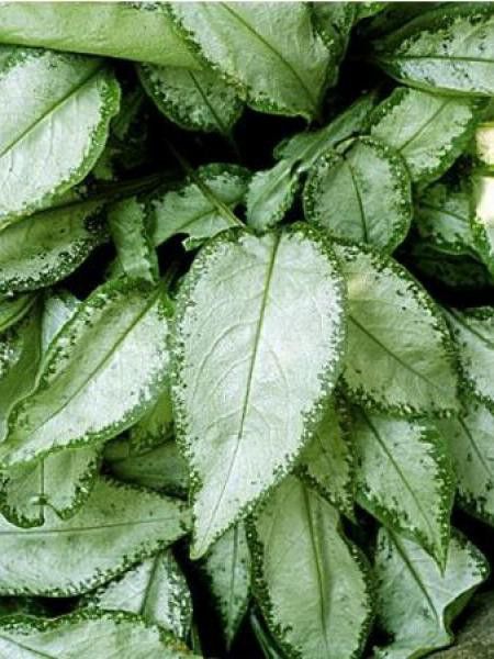 Pulmonaire 'Excalibur'