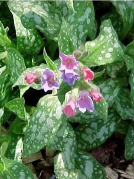 Pulmonaire 'Leopard'