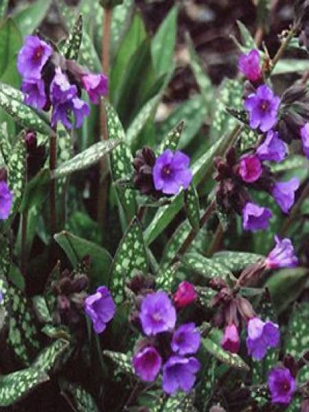 Pulmonaire 'Little Star'