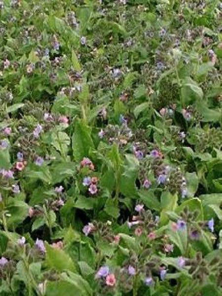 Pulmonaire officinale 'Bamberg'