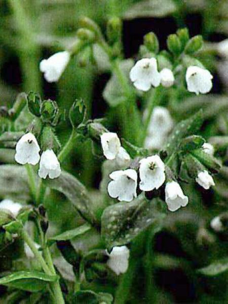 Pulmonaire officinale 'Sissinghurst White'