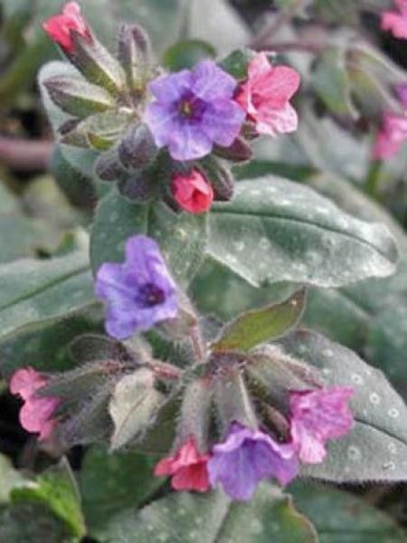 Pulmonaire officinale 'Wuppertal'