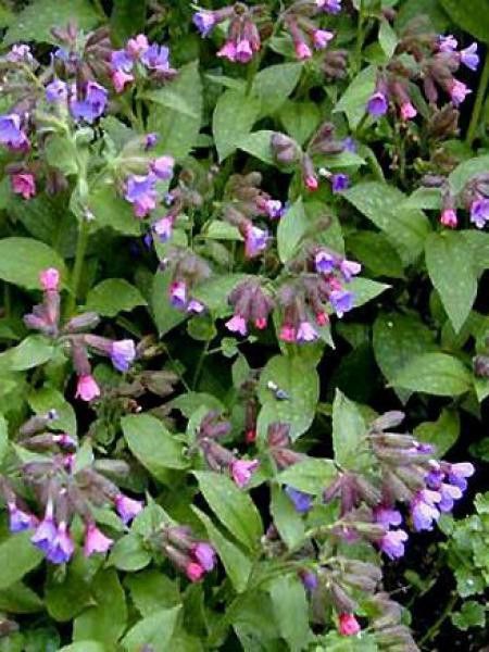 Pulmonaire officinale