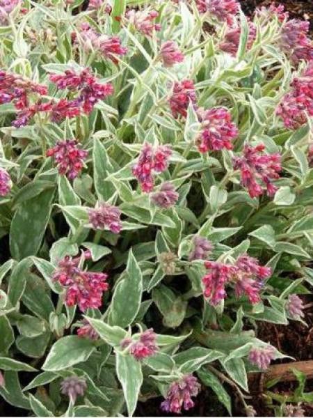 Pulmonaire 'Raspberry Ice'