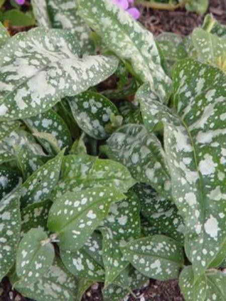 Pulmonaire 'Reginald Kaye'
