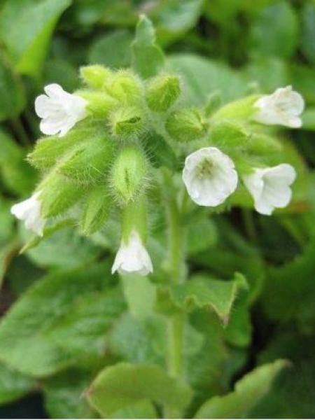 Pulmonaire rouge 'Albocorollata'