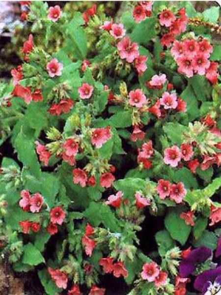 Pulmonaire rouge 'Redstart'