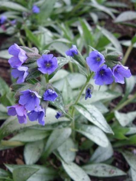 Pulmonaire 'Samourai'